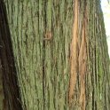 Platycladus orientalis ecorce